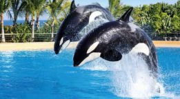 Nouveasu milieu pour les animaux de marineland. Orcs dauphins marineland